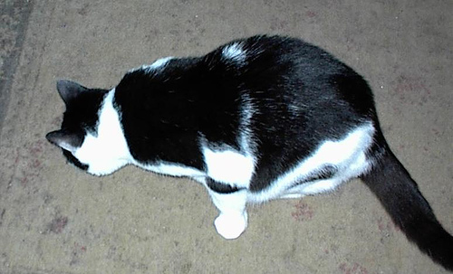 Dewey Looking at the Floor