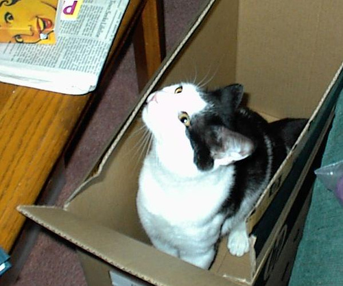 Kitten in Box