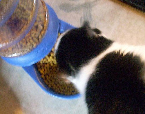 Breakfast with Dewey