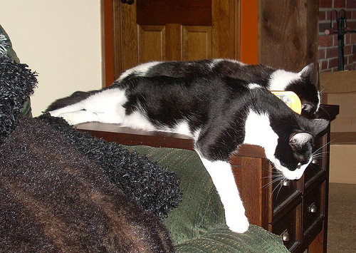 Dewey & Penguin Stretched Out